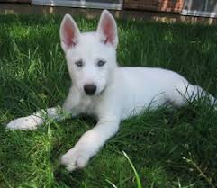 Siberian huskies originated in northeast asia where they are bred by the chukchi people of siberia for sled pulling, and companions. Colors Of The Siberian Husky White Siberian Husky Page