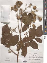 Image result for Rubus steudneri