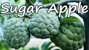 Growing Sugar Apple Sweetsop In A Container Terrace Garden Youtube