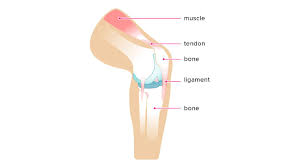 A tendon or sinew is a tough band of fibrous connective tissue that connects muscle to bone and is capable of withstanding tension. Tendon Diagram Class 9 What Are The Characteristics Of A Normal Knee Mri Read This Uml Guide And Learn Uml Today