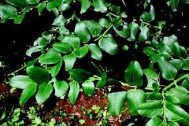 Image result for Carissa praetermissa