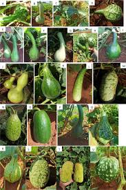 Image result for Lagenaria rufa