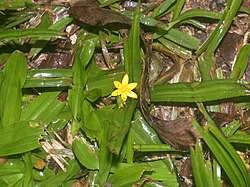 Image result for Hypoxis kilimanjarica
