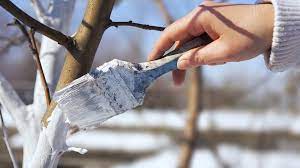 Verhindert eine zu starke erwärmung des stammes auf der sonnenseite im frühjahr, die zu spannungen und schäden am stamm führen kann. Obstbaume Mit Kalkanstrich Vor Frost Schutzen Ndr De Ratgeber Garten