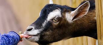 Animal farm petting zoo yakınlarındaki oteller: The Animal Farm Petting Zoo Long Island Ny Field Trip Directory