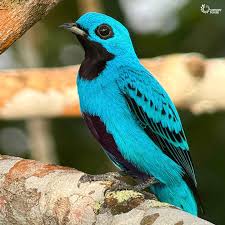 Image result for Cyanotis lanata