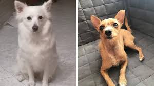Cerco un cucciolo taglia medio piccola maschio per mio nipote di due anni, quinche che vada d'accordo con i bambini. Cane Meticcio Scopriamo Le Razze Che Si Nascondono Dog S Health