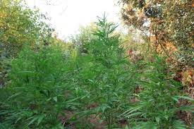 Αναλυτική πρόβλεψη καιρού για πτέρη το σαββατοκύριακο που μας έρχεται. Entopisthke Fyteia Me 450 Dendryllia Kannabhs Sthn Katw Pterh Aigialeias Pic