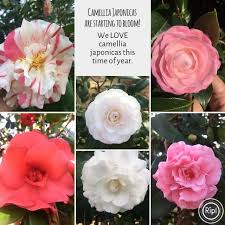 It is composed of cinderblock, with a gray brick facade on the two sides facing the street. Olde Savannah Plant Wholesale Home Facebook