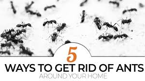 Do you have ant problems in your house or where you work? Top 5 Ways To Get Rid Of Ants Around Your Home Youtube