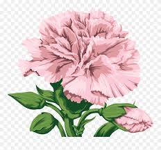 Free download 37 best quality free watercolor flower images at getdrawings. Fcd6b5a6e801 Free Watercolor Flowers Flower Png Images Carnation Flower Painting Png Clipart 5382907 Pinclipart