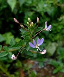Image result for Cleome rutidosperma