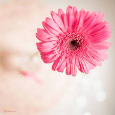Pink Gerbera Pink Gerbera Gerbera Flowers