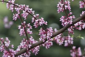 In early june, after flowering and leaf production, select a healthy redbud tree with lateral branches at least four inches in diameter. Download Free Photo Of Redbud Tree Oklahoma State Tree Symbolic From Needpix Com