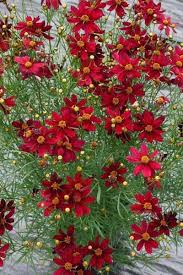 Pin On Gartenpflanzen