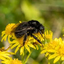 Image result for Bombus ruderatus