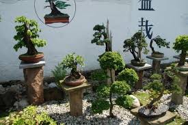 Related Image Bonsai Garden Japanese Bonsai Japanese Garden