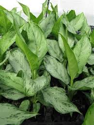 Aglaonema Silver Queen Tropical Plants Outdoor Gardens Plants