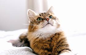 Why use cbd oil for cats? Is Cat Cbd Worthwhile For Your Pet Modern Cat