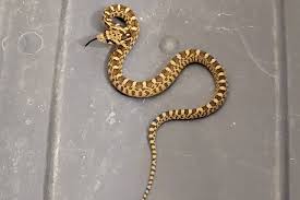 Snake, any of more than 3,400 species of reptiles distinguished by their limbless condition and greatly elongated body and tail. Snake In Summerland Makes Surprise Appearance During Festive Season Penticton Western News