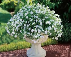 Fordi de sjelden produserer frø. Calibrachoa Care How To Grow Calibrachoa