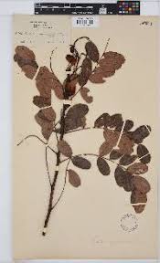 Image result for Globimetula rubripes