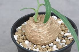 Image result for Trochomeria polymorpha