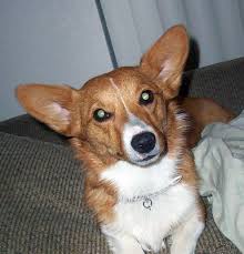 All of the puppies from the anna (taint no ice queen) and topper (taylor's sheriff i give first selections to the show pups and obviously ones that i may want to keep and show myself. Pin On Corgi It S All Corgi