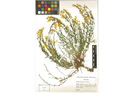 Image result for Rhynchosia micrantha