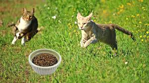 Dry cat food is a common choice for cat owners due to it being cheaper, easier to store, and slower to perish out in the open when compared to wet cat foods; Best Natural Cat Food Healthiest Dry Wet Brands