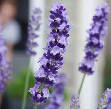 Lavender Plant Sale