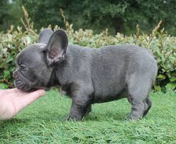 If you have found a bulldog, frenchie, or mix thereof and choose to personally house/keep a pet you found instead of taking it to the shelter contracted for the area in which is was found, the law. The Best Parrots In The World French Bulldog Puppies Florida Cheap