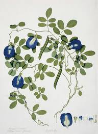 Image result for Clitoria ternatea