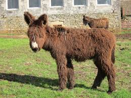Baudet du poitou nom latin equus asinus. Cybele Du Breuil Jeune Baudet Du Poitou A Vendre Animaux Poilus Cheval De Trait Cheval