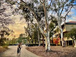 Image result for Eucalyptus camaldulensis