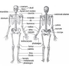 Skeletal System Anatomy And Physiology 9 12th Grades Skeletal System Anatomy Human Body Bones Body Bones