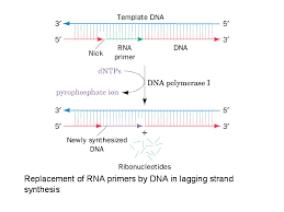 Replacement Of Rna Primers By Dna In Lagging Strand Synthesis Primer Dna Rna And Dna