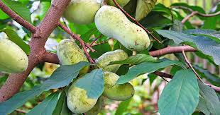 This unusual tree produces a fruit that looks and tastes similar to black grapes. How To Grow And Care For Pawpaw Trees Gardener S Path