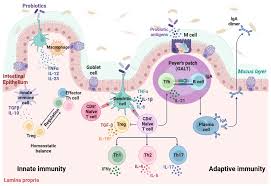 Probiotics Mechanism of Action on Immune Cells and Beneficial Effects on  Human Health