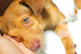 Learn more about a san diego animal euthanasia by clicking view. San Diego Non Profit Saves Pets From Economic Euthanasia Animal Wellness Magazine