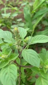 Image result for Ocimum americanum