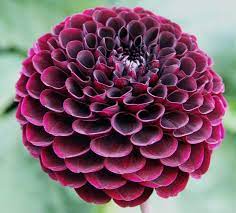 Dahlias Dahling Dahlia Flower Flower Garden Rare Flowers