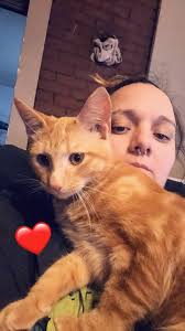 Lost cat in Terre Haute