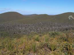 Moor a tract of peaty wasteland with poor drainage; Pustosh Relef Vikipediya