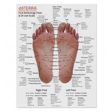 mini foot and hand reflexology chart oil use guide