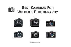 Best Cameras For Wildlife Photography In 2021 Photographyaxis
