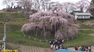 Most trees native to the midwest should also perform well in iowa. 1000 Year Old Cherry Blossom Tree In Japan Miharu Takizakura ä¸‰æ˜¥ç€§æ¡œ Youtube