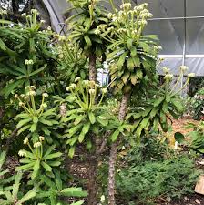 Image result for Monadenium torrei