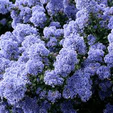 They prefer northern states and bloom for 2 weeks. Ceanothus Concha Evergreen Shrub Plants From Gardeners Dream Uk