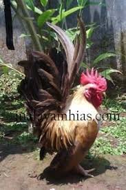 Ayam Serama Dewasa Jantan Pet Birds Birds Pets